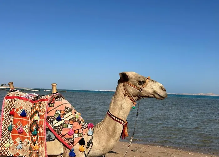 Sunny Beach, New Apartment, Free Beach, Pool, Private Roof * Charm el-Cheikh