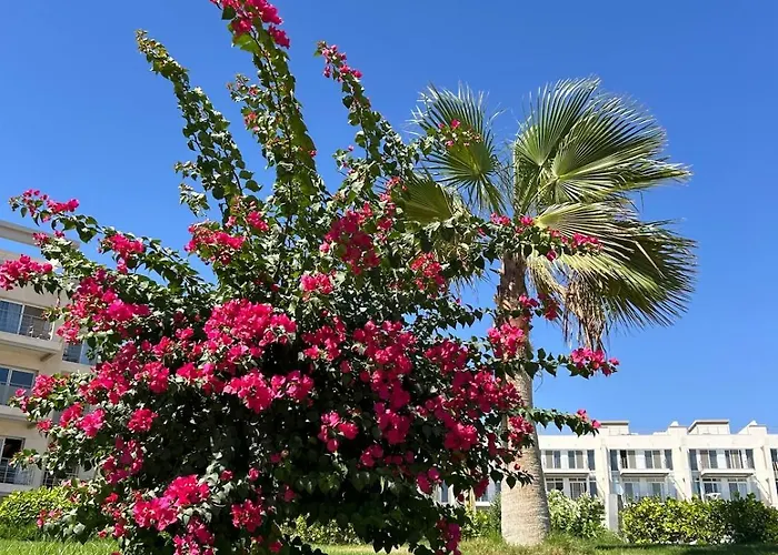 Sunny Beach, New Apartment, Free Beach, Pool, Private Roof